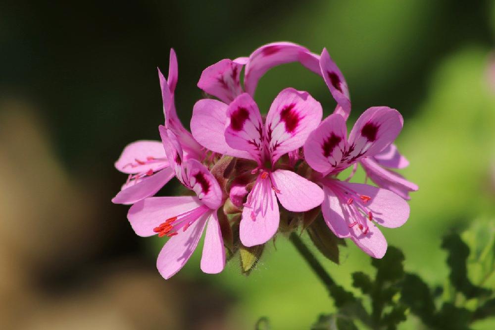 Jak należy pielęgnować pelargonie?